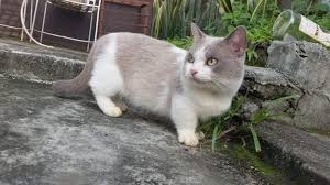 Show quality munchkin cat for sale. Munchkin Kitten Cat For Sale Philippines Find New And Used Munchkin Kitten Cat For Sale On Buyandsellph