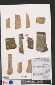 Image result for Eriocoelum