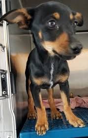 Puppy Black And Brown Dog Breeds Animal Id 38580420 Species Dog Breed Chihuahua Short Coat Mix Age 7 Months 1 Day Gender Male Size Small Color Black Brown Site Dep Dogs Dog Breeds Rescue Dogs