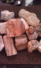 Petrified Wood The Name Comes From The Greek Petro Or Rock And Refers To Wood That Has Been Turned To Stone Th Fossilized Wood Petrified Wood Pet Rocks