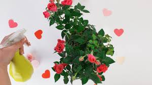 This way the rose bush can use this water as it needs it and it provides a little moisture in the air. How To Plant Patio Rose In Arte Purple 8march Special Edition How To Plant By Santino How To Plant By Santino Gardening Blog Shop