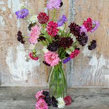 Image result for Scabiosa