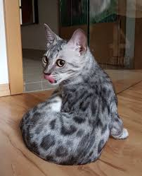 Weitere ideen zu katzen, bengal kätzchen we specialize in brown leopard spotted bengals but also carry snow and silver genes. Kastration Cattery Of Oz Golden Bengal Bengalkitten Bengalen Of Oz Bengalkatzen Silberbengal Kauf