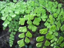 Image result for Adiantum comorense