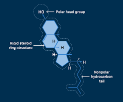 Cholesterol Is The Key Regulator Of The Membrane'S Fluidity. The... |  Download Scientific Diagram