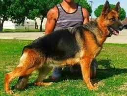 Hours may change under current circumstances German Shepherd Dog Puppy For Sale In Cleveland Oh Adn 62743 On Puppyfinder Com German Shepherd Dogs Puppy German Shepherd Dogs Black German Shepherd Puppies