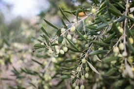 California Olive Ranch Harvest Time California Olive Ranch Olive Oil And Vinegar Harvest