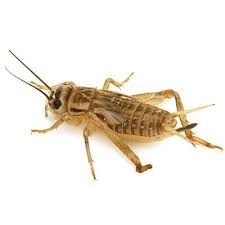 Potato bug aka jerusalem crick. Interesting Facts About Cricket Insect 10 Quick Answers 7 Q As Pest Wiki