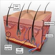 One of the first published articles describing laser hair removal was authored by the group at massachusetts general hospital in 1998. How Laser Hair Removal Works Vaderma Laser Hair Removal