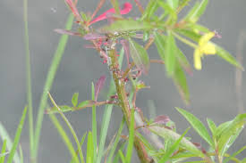 Image result for Ludwigia leptocarpa