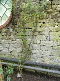 Image result for Periploca linearifolia