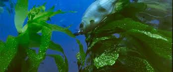 Image result for kelp cape town