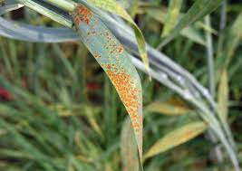 Image result for rez rzivost ostru%u017Einy