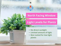 As a bonus, they're also great for any beginners out there. Light Levels For Plants Explained Best 101 Guide Ever Plantophiles