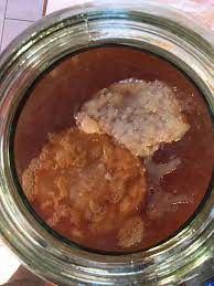 Has This Kombucha Growth Gone Bad Been Fermenting For 10 Days Now In A 66f Closet Should I Taste It If Bad Can It Be Saved Haven T Touched It With Hands