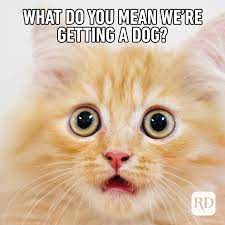 What happens when you cross a chicken with a horse or a cute kitty with a penguin? 40 Funny Animal Memes Reader S Digest