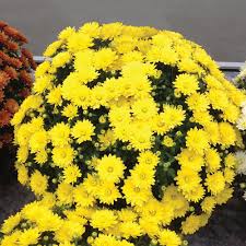 14,992 yellow mum premium high res photos. Paradiso Yellow Garden Mum Chrysanthemum Grandiflorum Proven Winners