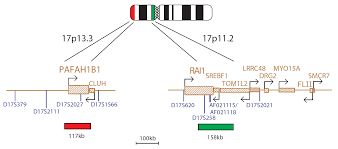 Rai1 retinoic acid induced 1 gene id: Cytocell Smith Magenis Rai1 Miller Dieker Fish Probe Ogt