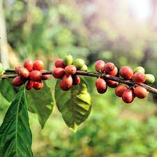 Benefits Of Coffee Berry For Your Face Skin Coffee Benefits Berries Face Skin