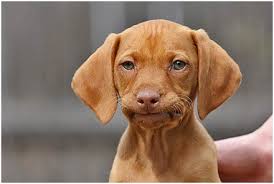 Below is a sample search of our vizsla breeders with puppies for sale. A Guide To Raising Your Vizsla Puppy