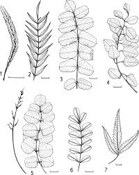 Image result for Smodingium