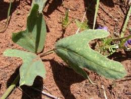 Image result for Neorautanenia mitis