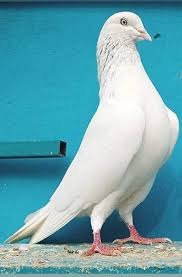 Pin By Rahmanhec On Asif Piegon Pigeon Breeds Pigeon Pictures Pet Birds