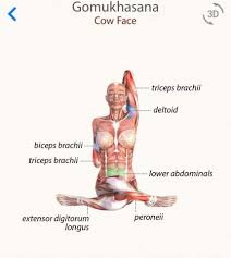 Gomukhasana Yoga Anatomy Yoga Teacher Yoga Muscles