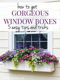 Is there anything above the window box which could potentially affect it? 5 Tips For Gorgeous Window Boxes Window Box Plants Window Box Flowers Window Box Garden