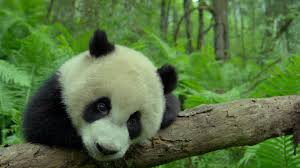 Panda Pandalar Pandalar Vahsi Yasam Hayvanlar