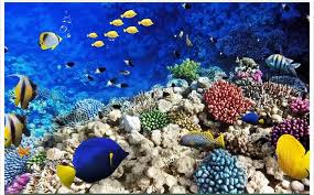 Tanpak pada kejauhan dua buah kapal tradisional dengan layar yang dikemudikan oleh para nelayan yang sedang mencari ikan. Lukisan Dasar Laut Cikimm Com