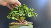 Pruning Dwarf Jade Bonsai and a Review of the Impressive Haws Mini Indoor  Watering Can