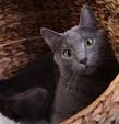 Available Russian Blue Kittens For Sale & Cats For Adoption