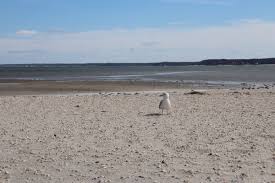 Whats up with the low tide in Peconic Bay? - Riverhead News Review