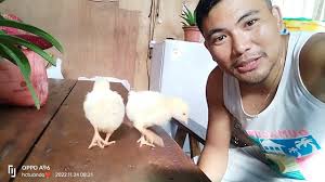 broiler nga ba or scam?