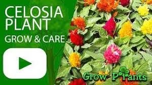 Spring, late spring, summer, late summer. 3 Easy Ways To Care For A Celosia Wikihow