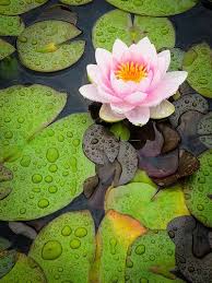 Rainy Day At The Koi Pond Lotus Flower Meaning Water Lilies Flower Meanings