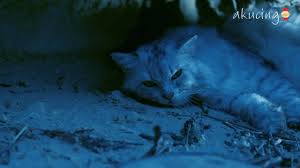 Tanpa pengetahuan keluarga el, el dan lydia bersetuju. Akucing Home Facebook