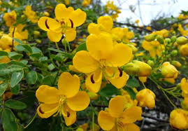 Image result for Senna bicapsularis