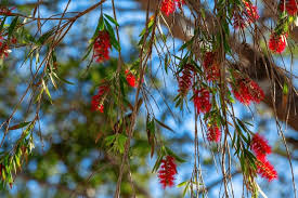 Use hand pruners for branches smaller than 1 inch in diameter and loppers for branches between 1 and 3. How To Grow And Care For Bottle Brush Tree Callistemon