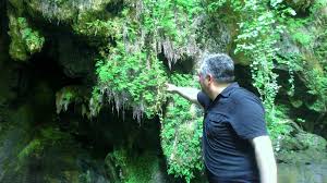 Guvercin Yuvalari