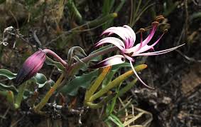 Image result for Ornithoglossum