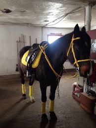 Yellow Tack On Ali Love It Horses English Horse Cute Horses