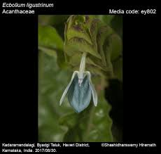 Image result for Ecbolium clarkei