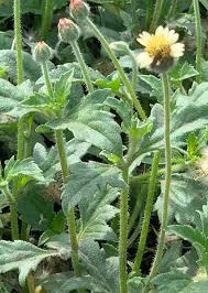 Image result for Tridax