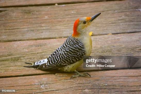 988 Pecker Stock Photos, High-Res Pictures, and Images - Getty Images