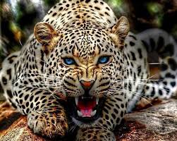 Hd Tierbilder Cool Tiere Wallpaper Hd Kostenloser Download 905x722 Wallpapertip Jeden tag werden tausende neue.