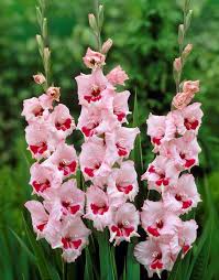 The ultimate insiders' guide to southern culture, recipes, travel, and events. Gladiolus Flowers Planting Growing Caring For Glads Garden Design