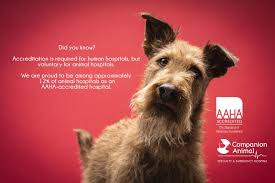 You're greeted by friendly office staff, the vet techs are wonderful, and the location. Michael Hochman Veterinarian Companion Animal Specialty Emergency Hospital Linkedin