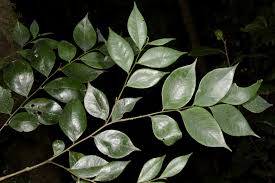 Image result for Dicranolepis